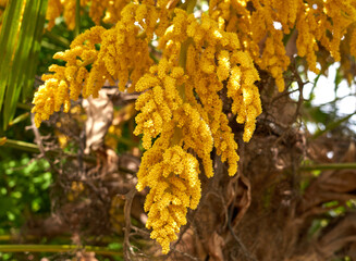 Yellow palm tree flower heads
