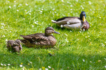 goose on the meadow