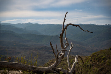 landscape with wooden crosses