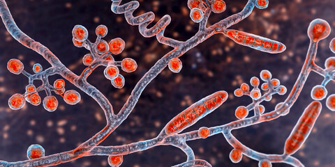Fungi Trichophyton mentagrophytes, 3D illustration © Dr_Microbe
