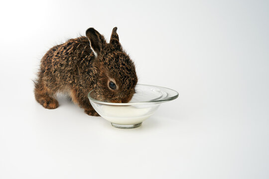 A little bunny laps milk from a glass plate on a white background. Copy space.