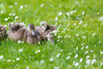 goose on the meadow