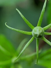 beautiful unique flower bud macro photo