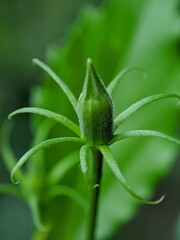 close up, macro beautiful unique flower bud