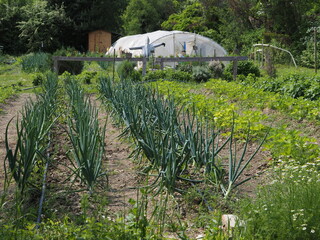 Vegetable garden with spring onions and strawberries, in the background a greenhouse and a scarecrow.