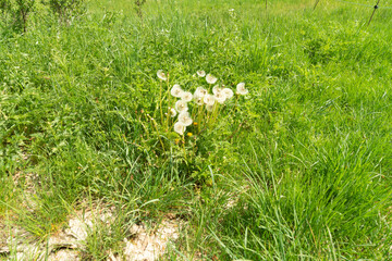 Berberis vulgaris. Berberidaceae