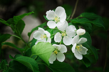 White flowers and green leaves of a spring apple tree. Macro. Selective focus.