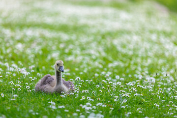 goose on the meadow