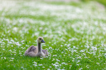 goose on the meadow