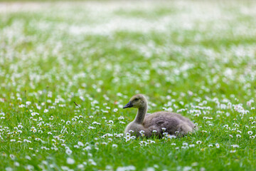 goose on the meadow