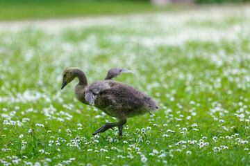 goose on the meadow