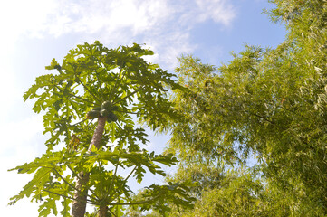photo of papaya tree bearing fruit in the garden