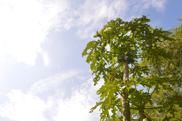 photo of papaya tree bearing fruit in the garden
