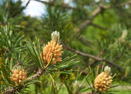 New pine cones on a tree