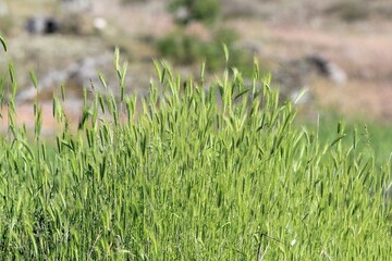 Ripening ears of wild cereals in the meadow