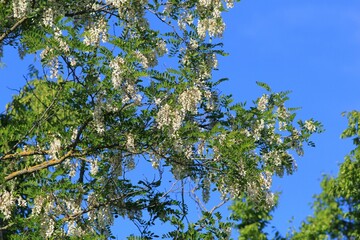 White Robinia pseudoacacia flowers on a branch on a blurry background