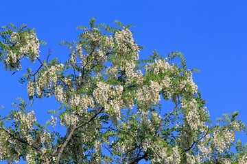 White Robinia pseudoacacia flowers on a branch on a blurry background