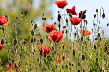 Red poppies in a field on a blurry background