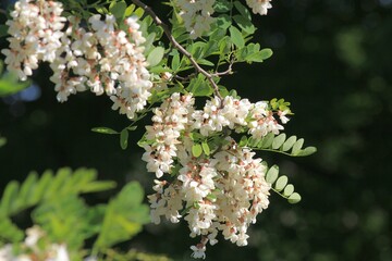 White Robinia pseudoacacia flowers on a branch on a blurry background