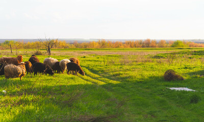 A flock of sheep. Sheep in the pasture. The herd is grazing in the field.
