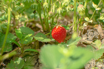 Close-up of a strawberry plantation in the vegetable garden in the garden at the dacha. The concept of conservation of nature and agriculture. ripe red strawberry.