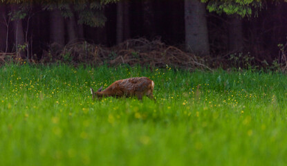 Female roe deer on green spring meadow near forest