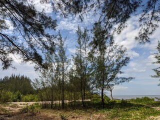 beautiful landscape photos and trees on the beach