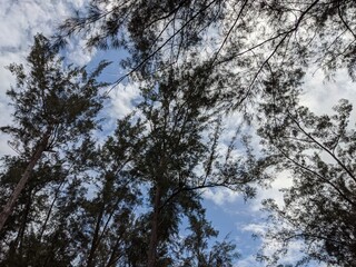 Obraz premium beautiful nature,trees and sky