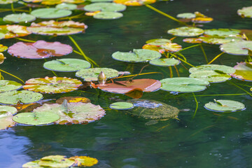 pink water lilies