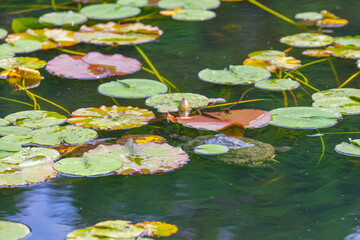 pink water lilies