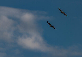 Flying crow black silhouette with blue sky