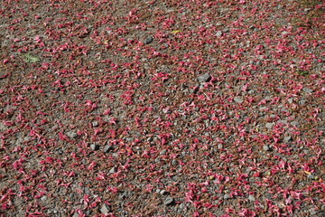 Rote Blütenfläche auf grauem Asphaltboden im Sonnenlicht im Frühling