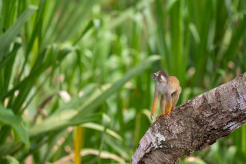 Naklejka na ściany i meble Common Squirrel Monkey in the Peruvian Amazon - Saimiri sciureus