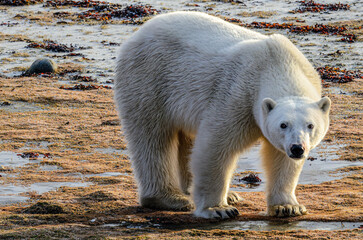 Hungry polar bear walks across tundra in Manitoba as it waits for Hudson Bay to freeze
