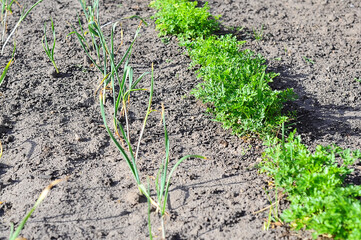 Planting edible plants, backyard garden, growing parsley and garlic