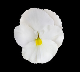 White flower isolated on black background. Pansies