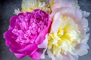 Fototapete Pfingstrosen Pfingstrosen  © Thomas Siepmann