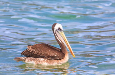 Peruvian pelican (Pelecanus thagus) is flying over the Pacific Ocean. Lima, Peru. South America. Soft focus