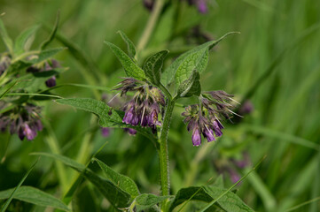 Symphytum officinale is a perennial flowering plant in the family Boraginaceae. Along with thirty four other species of Symphytum, it is known as comfrey.