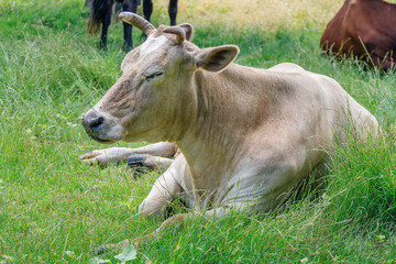 A cow resting, laying on the meadow in green grass. Farm cattle on pasture 