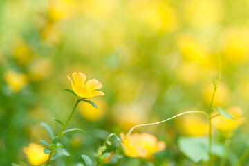 Obraz na płótnie Canvas Closeup of yellow flower under sunlight with copy space using as background natural plants landscape, ecology wallpaper cover page concept.