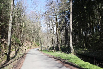 Fototapeta premium path in the forest