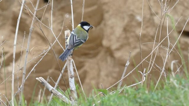 Tit close-up carries a worm to children