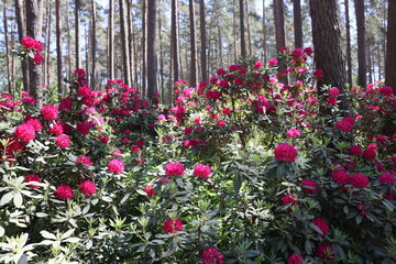 Rhododendrons woody shrubs blooming in spring beautiful flowers.