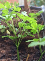 plants in a garden