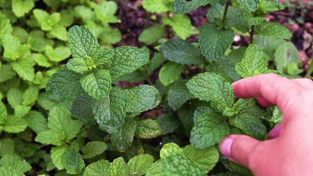 Herbal garden with fresh basil herb
