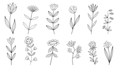 Vector doodle hand drawn flowers and herbal design elements. Line art leaves and floral objects.