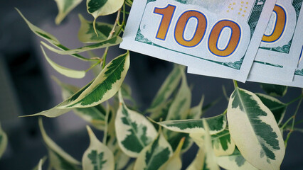 money, currency, several banknotes of 100 units  