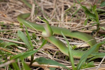 Smooth green snake with mouth open macro portrait 