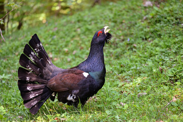 Auerhahn im Nationalpark Berchtesgaden